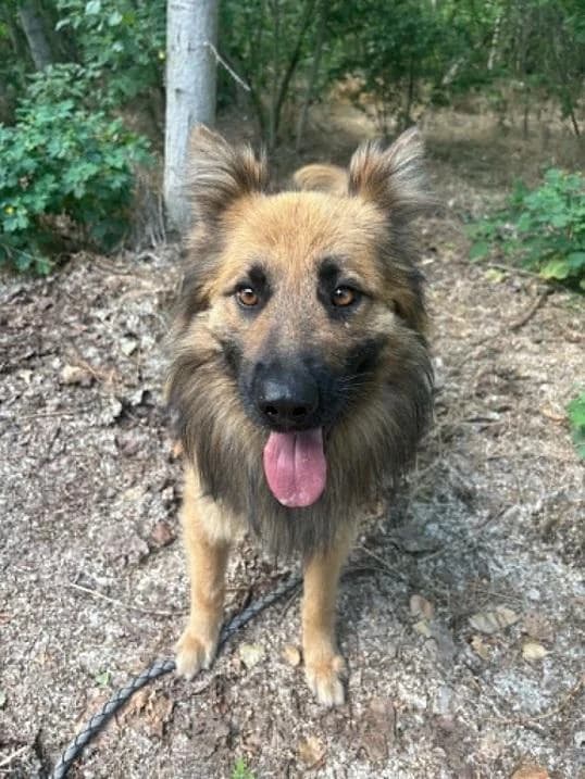 SRB. Perec, barna male 3yo mixed breed for adoption at Szent Ferenc Állatotthon