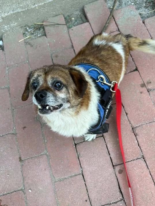 Inárcsi Laló, barna-fehér male senior mixed breed for adoption at Szent Ferenc Állatotthon