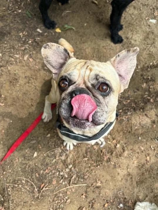 Ócsai Dane, barna male 7yo English Bulldog for adoption at Szent Ferenc Állatotthon