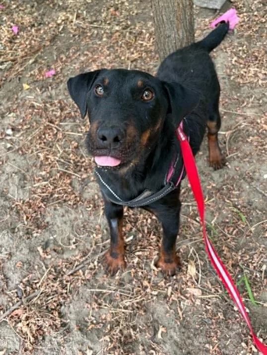 Dabasi Bronn, fekete-cser male 4yo mixed breed for adoption at Szent Ferenc Állatotthon