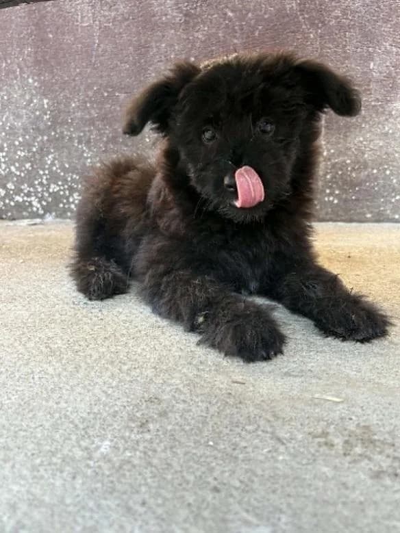 Ócsai Füge, fekete female puppy Havanese for adoption at Szent Ferenc Állatotthon