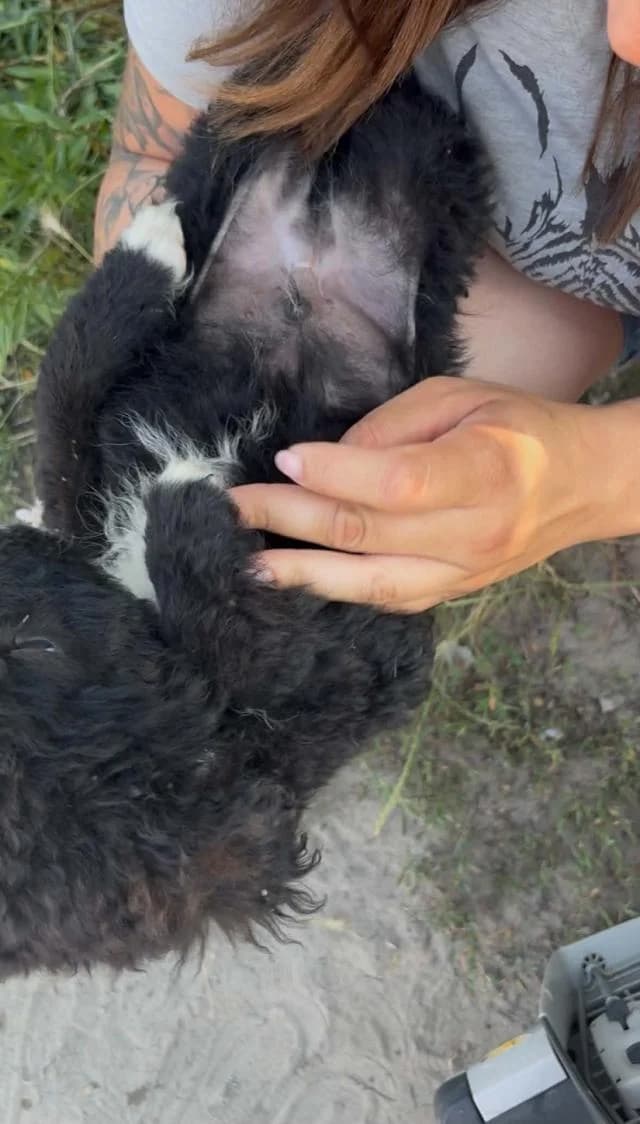 Örkényi Bubba, fekete male mixed breed for adoption at Szent Ferenc Állatotthon