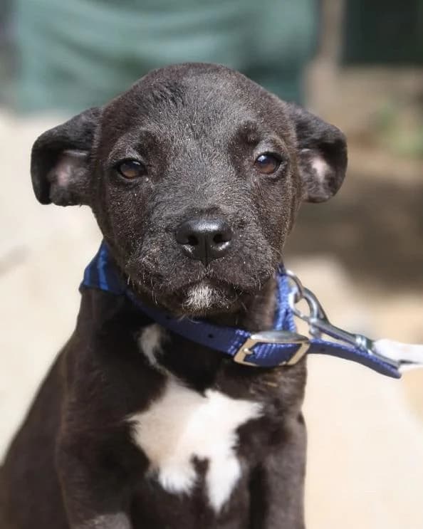 Örkényi Lupin, fekete male puppy Staffordshire Bull Terrier for adoption at Szent Ferenc Állatotthon