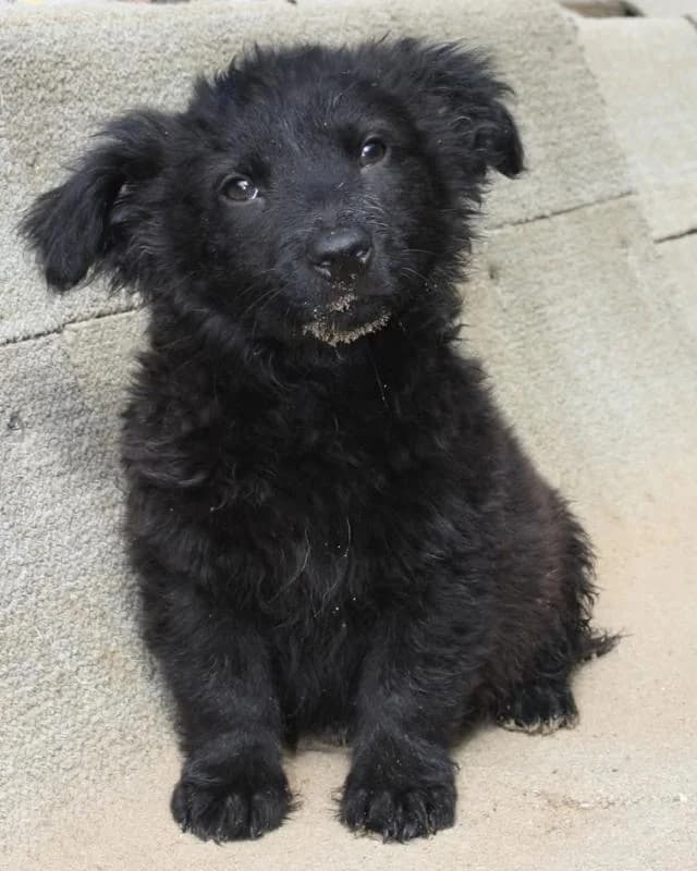 Tatárszentgyörgyi Szeder, fekete female puppy mixed breed for adoption at Szent Ferenc Állatotthon