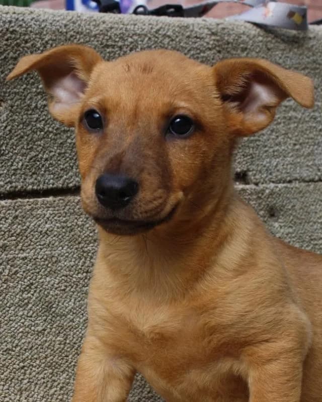 Tatárszentgyörgyi Szófia, vörös female puppy mixed breed for adoption at Szent Ferenc Állatotthon