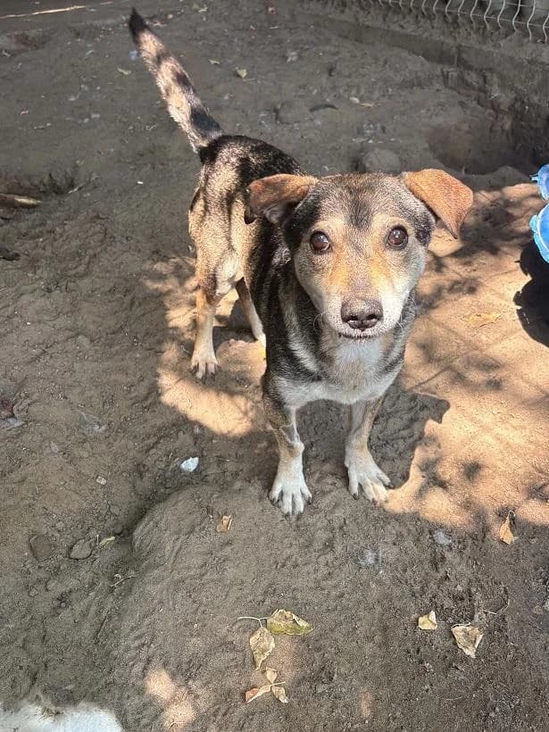 Dabasi Nemo, ordas male senior mixed breed for adoption at Szent Ferenc Állatotthon