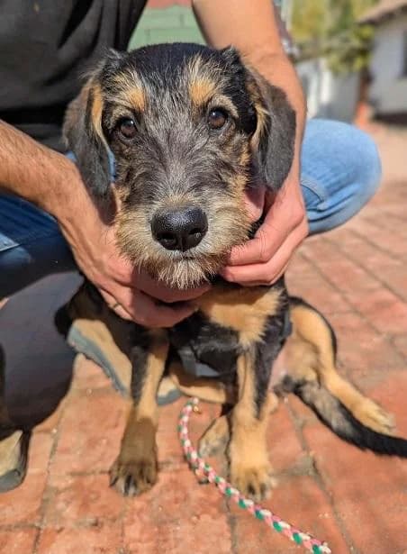 Dabasi Csini, fekete-cser female puppy Airedale Terrier for adoption at Szent Ferenc Állatotthon