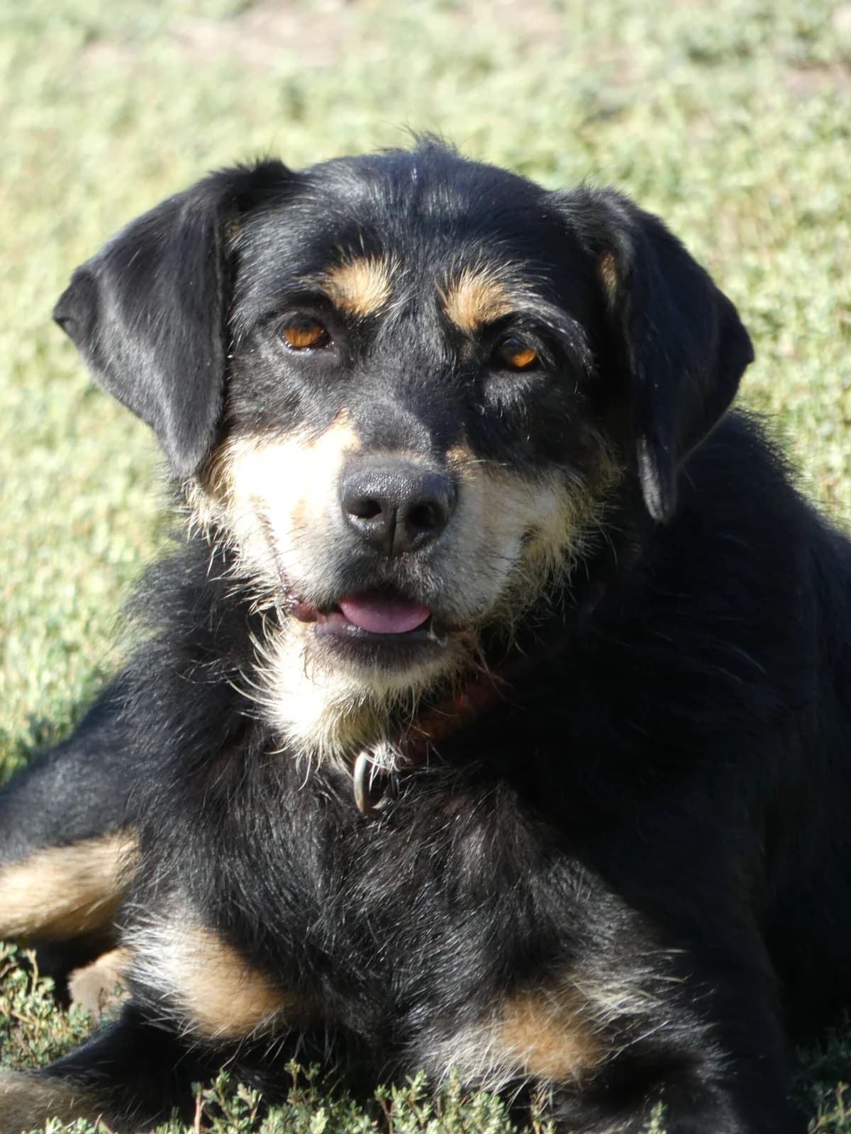 Kamilla, female mixed breed for adoption at Szarvas Kóbor és Elveszett Kutyáiért Egyesület
