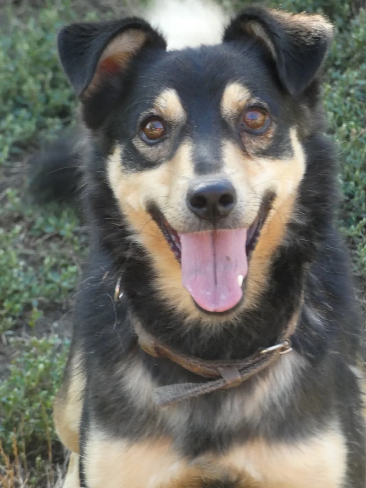 Kokó, male mixed breed for adoption at Szarvas Kóbor és Elveszett Kutyáiért Egyesület