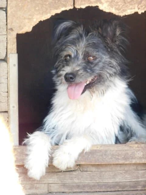 Papaya, male mixed breed for adoption at Szarvas Kóbor és Elveszett Kutyáiért Egyesület
