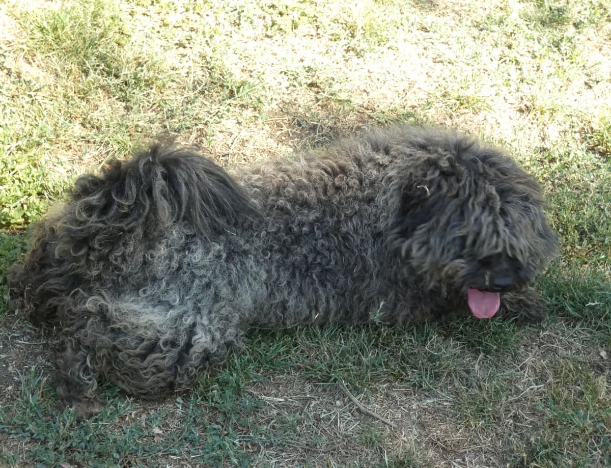Munci, male mixed breed for adoption at Szarvas Kóbor és Elveszett Kutyáiért Egyesület