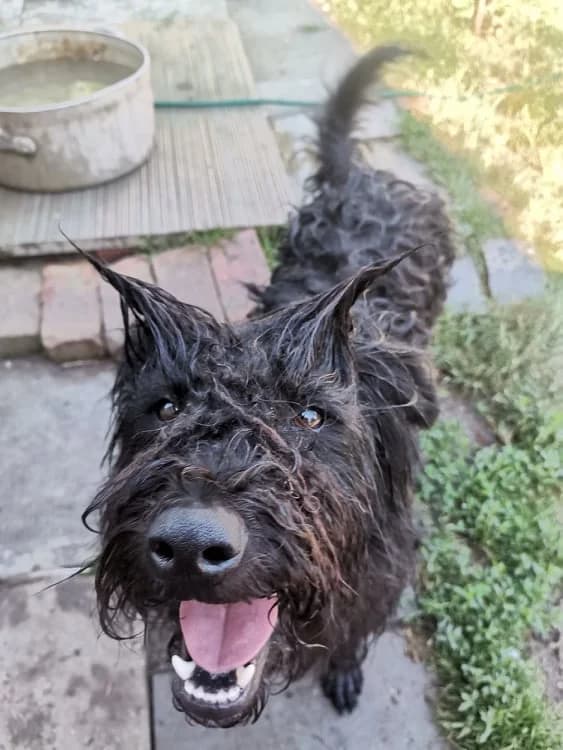 Berliner, male mixed breed for adoption at Szarvas Kóbor és Elveszett Kutyáiért Egyesület