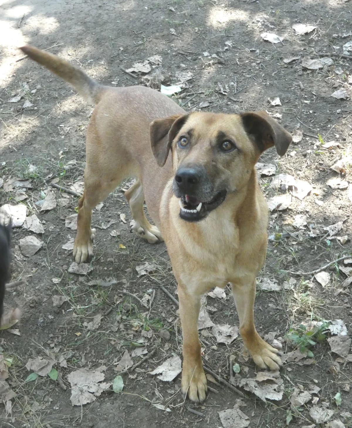 Rajesh, male mixed breed for adoption at Szarvas Kóbor és Elveszett Kutyáiért Egyesület