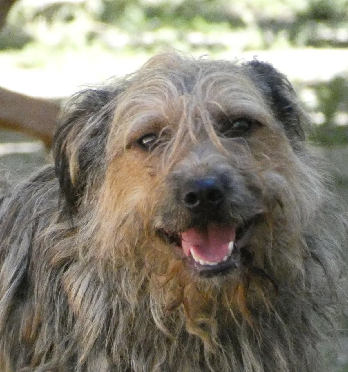 Bogyó, male mixed breed for adoption at Szarvas Kóbor és Elveszett Kutyáiért Egyesület