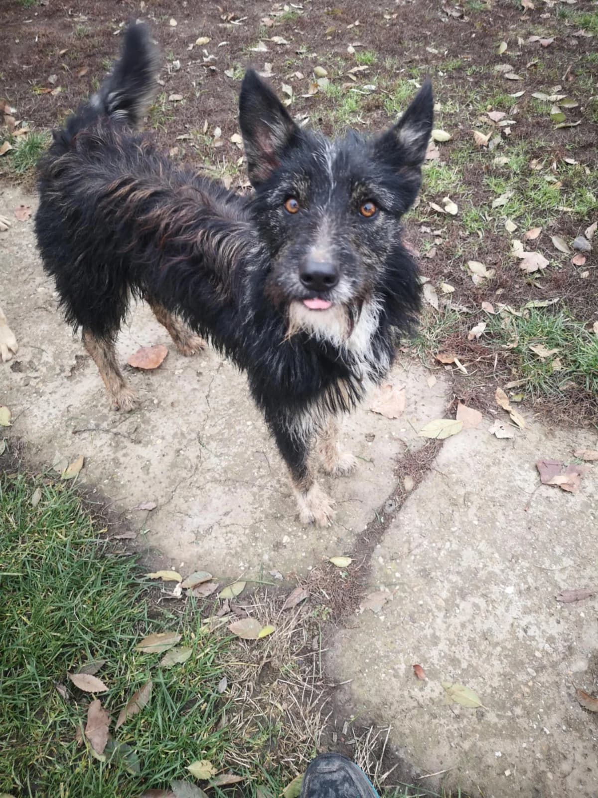 Monthy, female mixed breed for adoption at Szarvas Kóbor és Elveszett Kutyáiért Egyesület