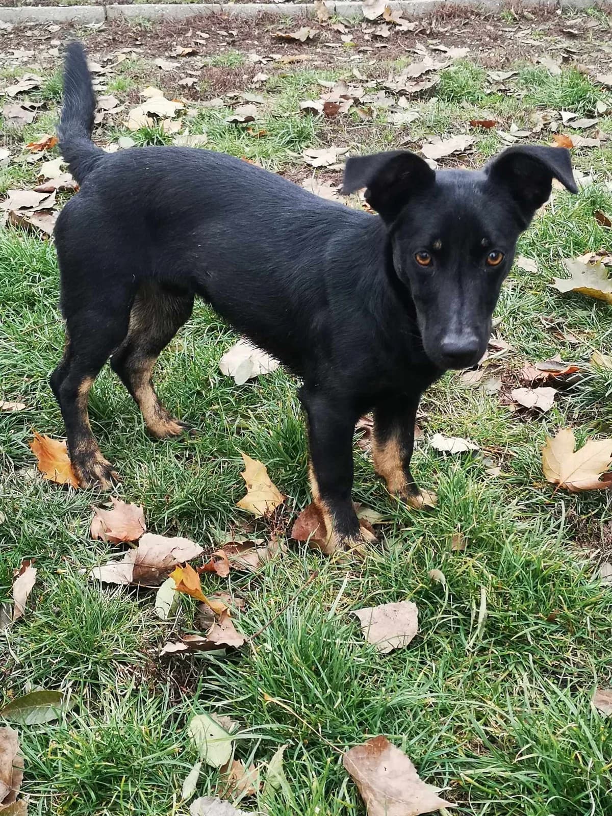 Gyurika, male mixed breed for adoption at Szarvas Kóbor és Elveszett Kutyáiért Egyesület