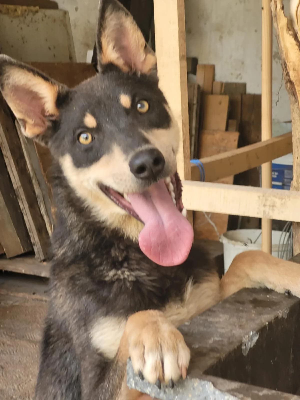 Kerülő, male mixed breed for adoption at Szarvas Kóbor és Elveszett Kutyáiért Egyesület