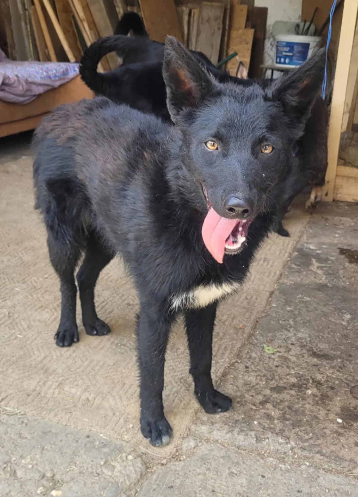 Kitérő, female mixed breed for adoption at Szarvas Kóbor és Elveszett Kutyáiért Egyesület