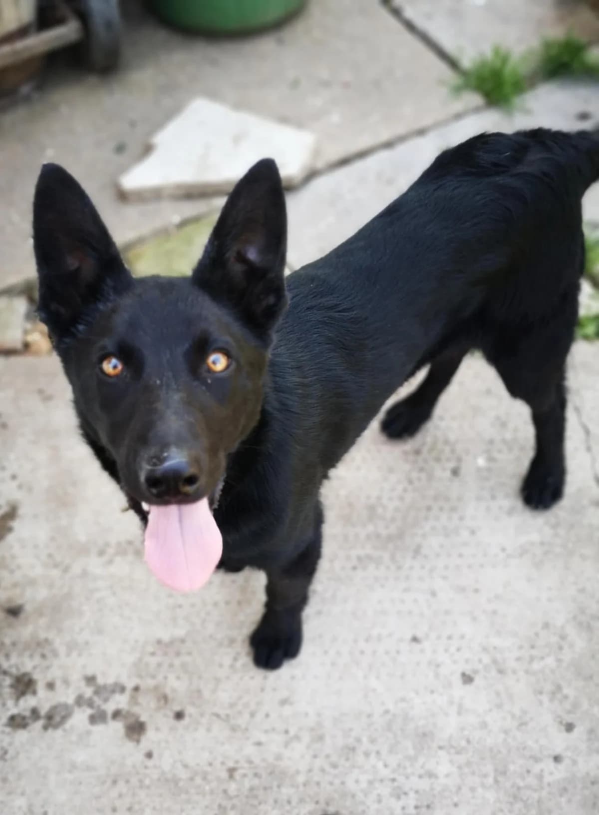 Samu, male mixed breed for adoption at Szarvas Kóbor és Elveszett Kutyáiért Egyesület