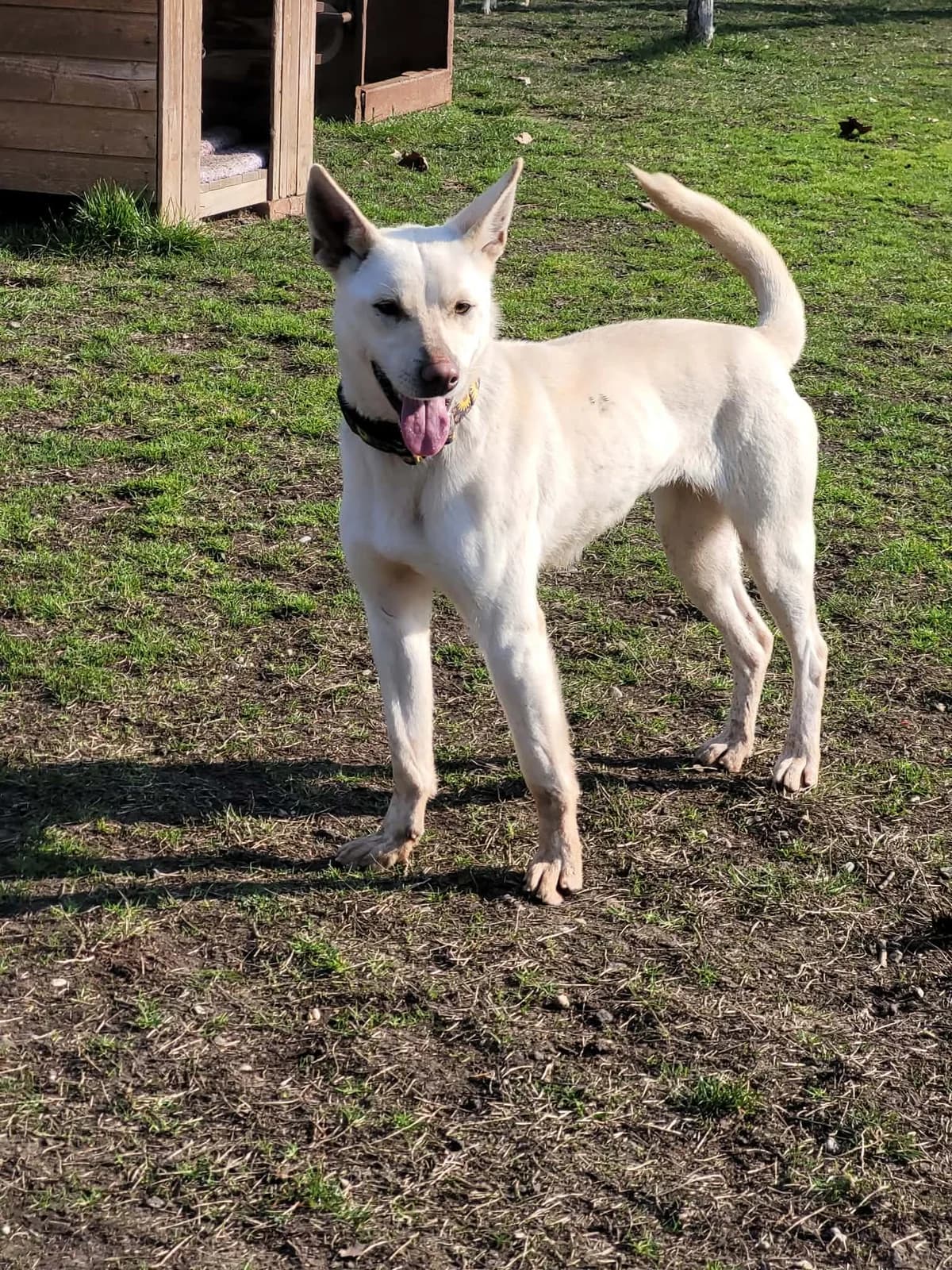 Nelli, female mixed breed for adoption at Szarvas Kóbor és Elveszett Kutyáiért Egyesület
