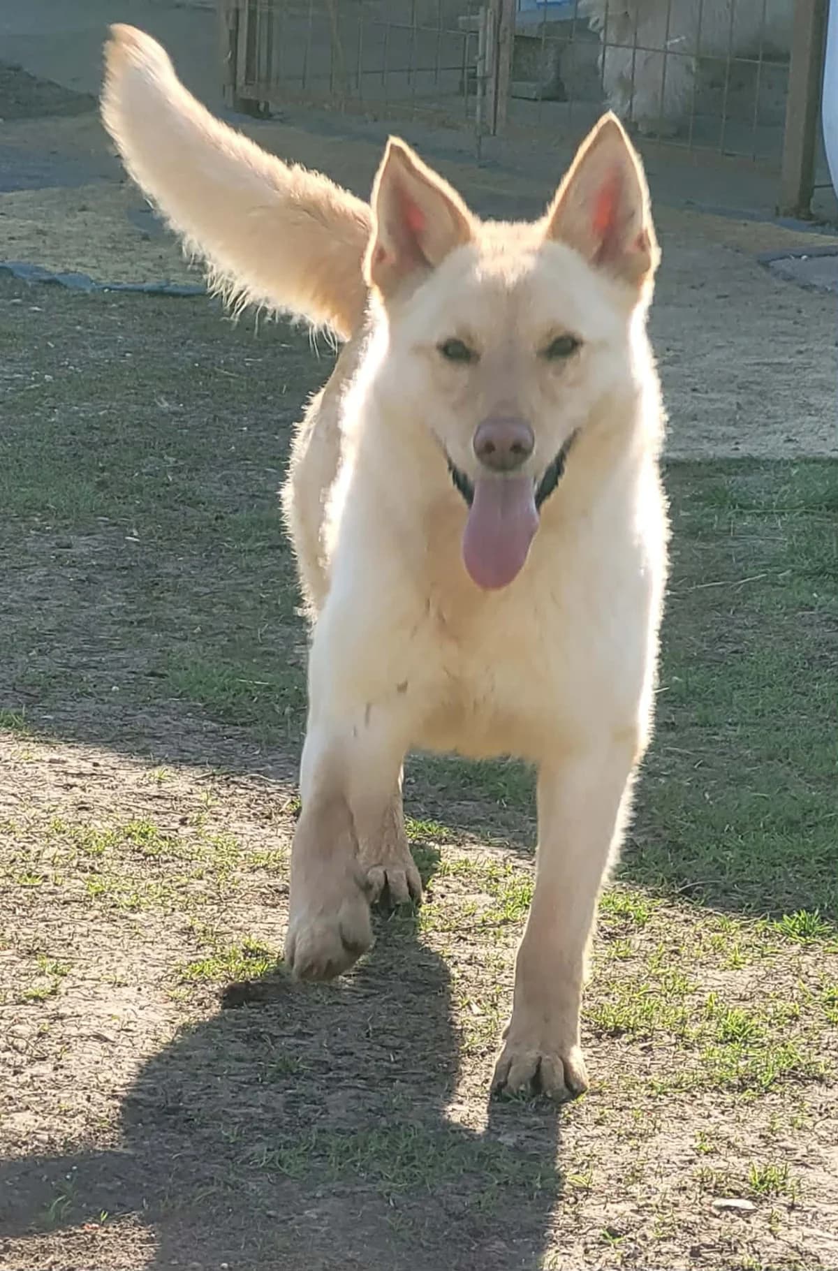 Samantha, female mixed breed for adoption at Szarvas Kóbor és Elveszett Kutyáiért Egyesület