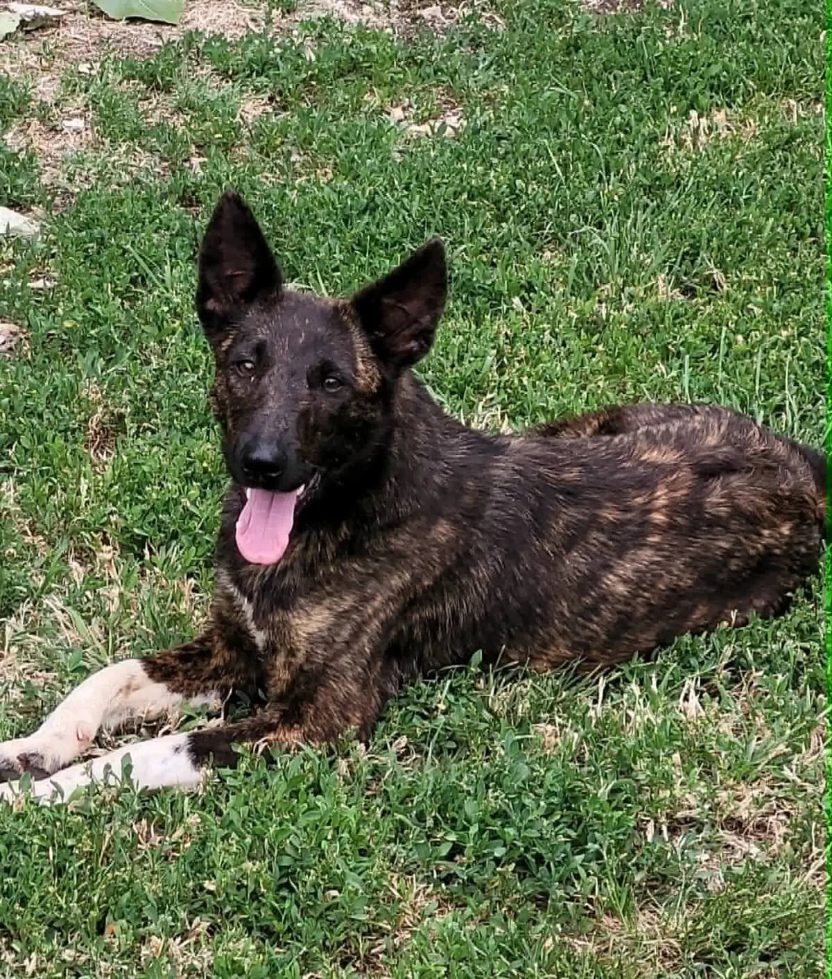 Csámpás, female mixed breed for adoption at Szarvas Kóbor és Elveszett Kutyáiért Egyesület