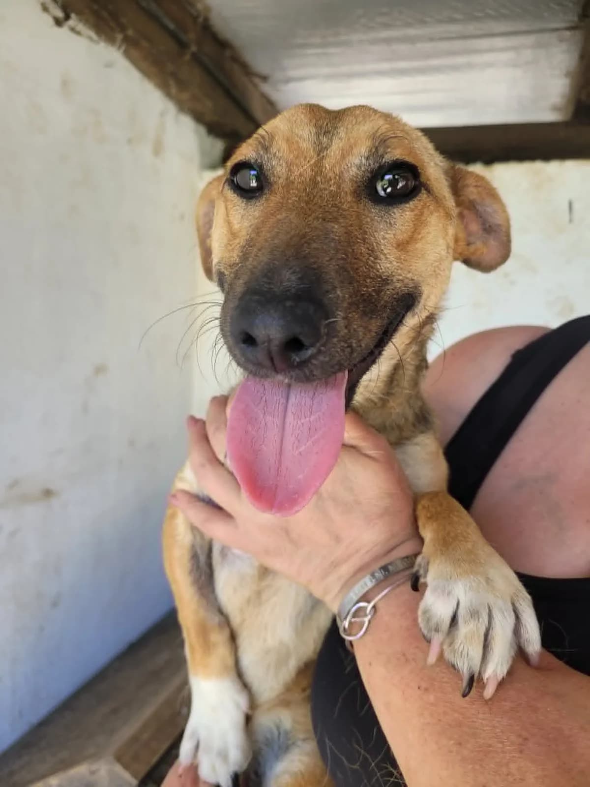 Reni, female mixed breed for adoption at Szarvas Kóbor és Elveszett Kutyáiért Egyesület