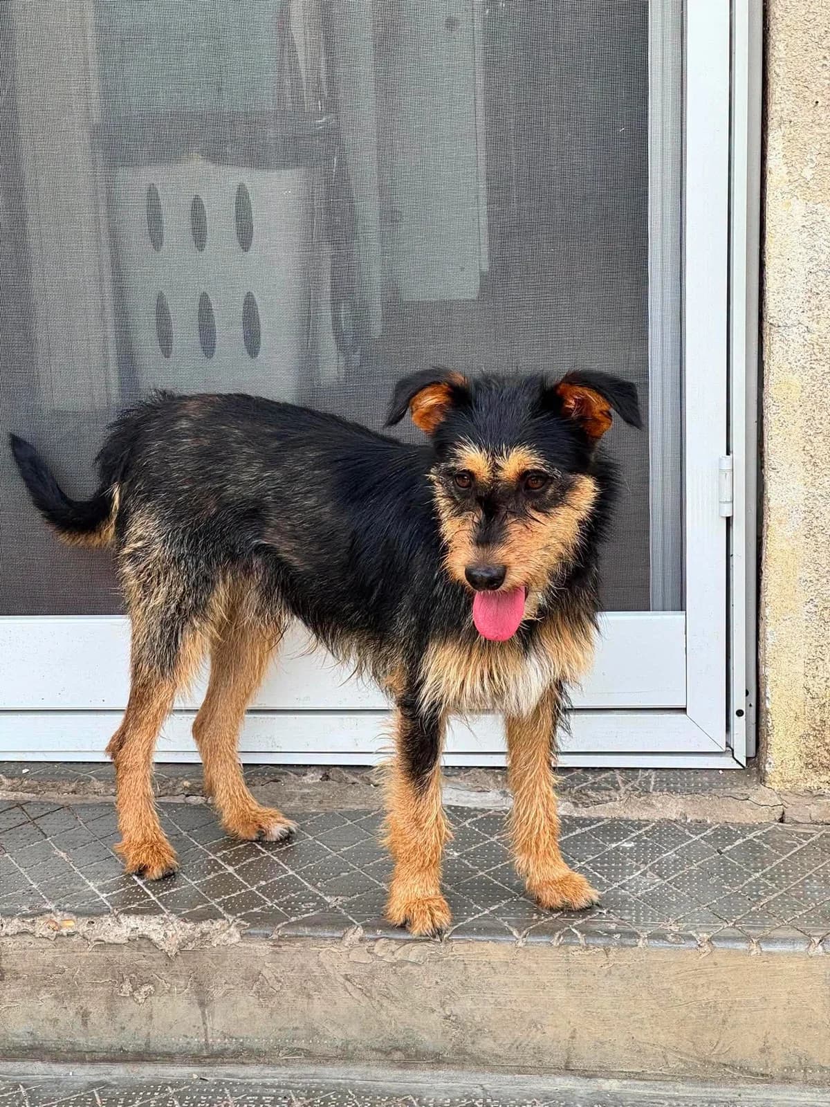 Picúr, male mixed breed for adoption at Szarvas Kóbor és Elveszett Kutyáiért Egyesület
