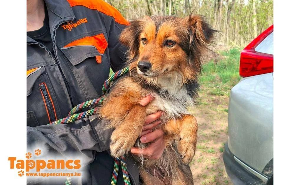 Angyal,  Mixed Breed for adoption at Tappancs Állatvédő Alapítvány Szeged
