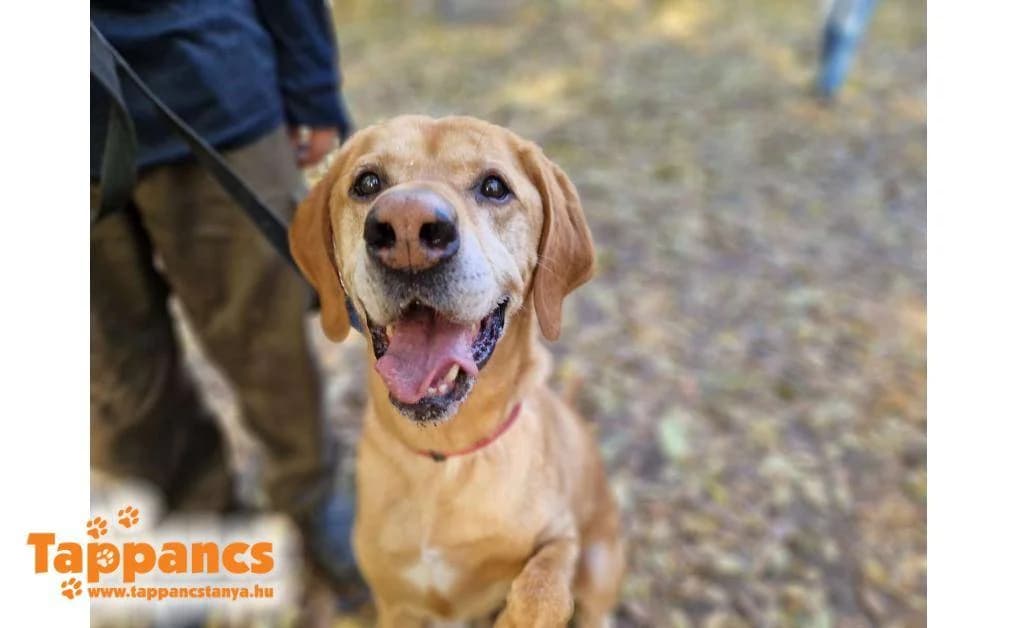 Artúr,  Mixed Breed for adoption at Tappancs Állatvédő Alapítvány Szeged