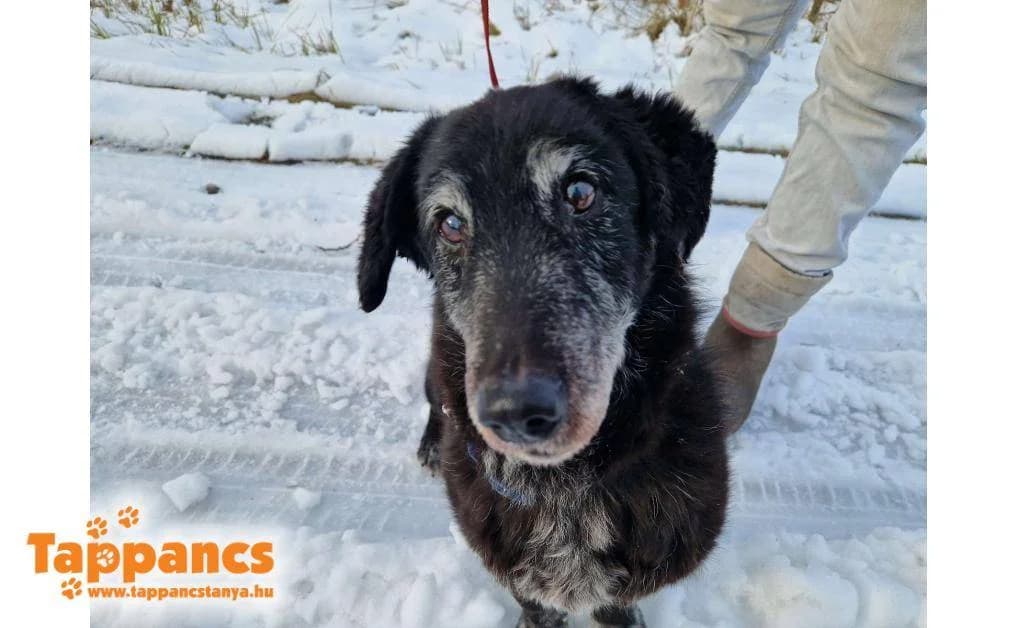 Buksi,  Mixed Breed for adoption at Tappancs Állatvédő Alapítvány Szeged