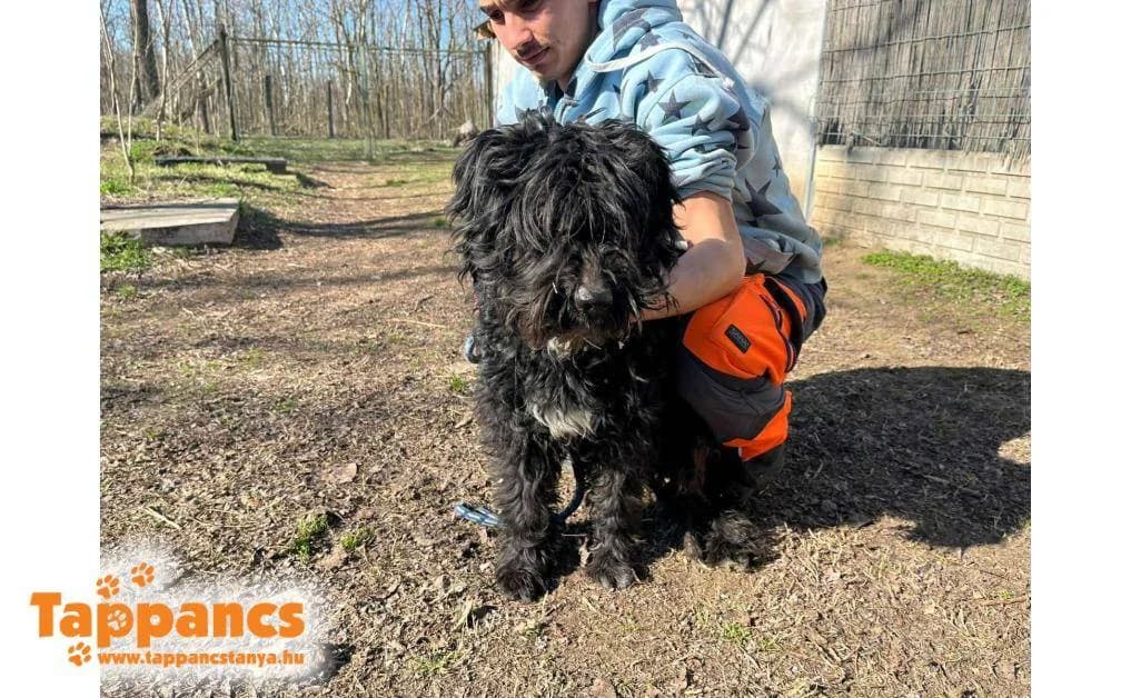 Cövek,  Mixed Breed for adoption at Tappancs Állatvédő Alapítvány Szeged