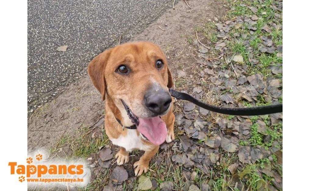 Csepa,  Mixed Breed for adoption at Tappancs Állatvédő Alapítvány Szeged