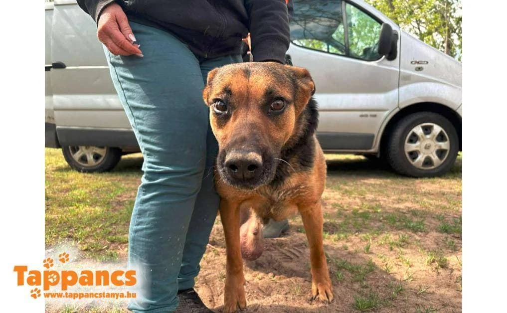 Dia,  Mixed Breed for adoption at Tappancs Állatvédő Alapítvány Szeged