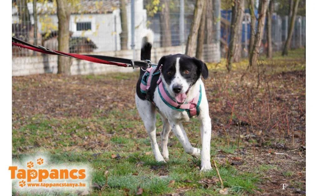 Folti,  young Mixed Breed for adoption at Tappancs Állatvédő Alapítvány Szeged