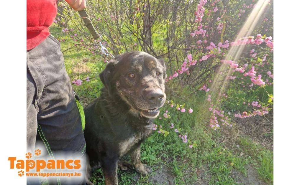 Gombóc,  Mixed Breed for adoption at Tappancs Állatvédő Alapítvány Szeged