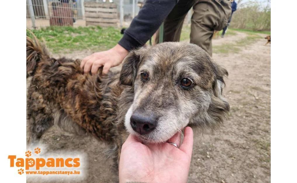 Hamvas,  Mixed Breed for adoption at Tappancs Állatvédő Alapítvány Szeged