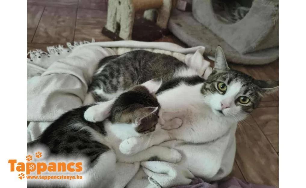 Herkules,  Mixed Breed for adoption at Tappancs Állatvédő Alapítvány Szeged