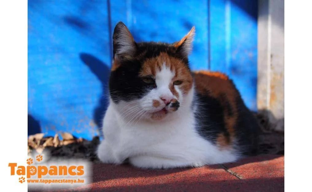 Ízisz,  Mixed Breed for adoption at Tappancs Állatvédő Alapítvány Szeged