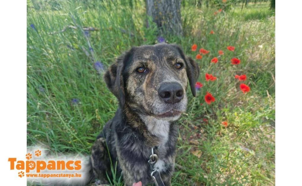 Jancsi,  Mixed Breed for adoption at Tappancs Állatvédő Alapítvány Szeged