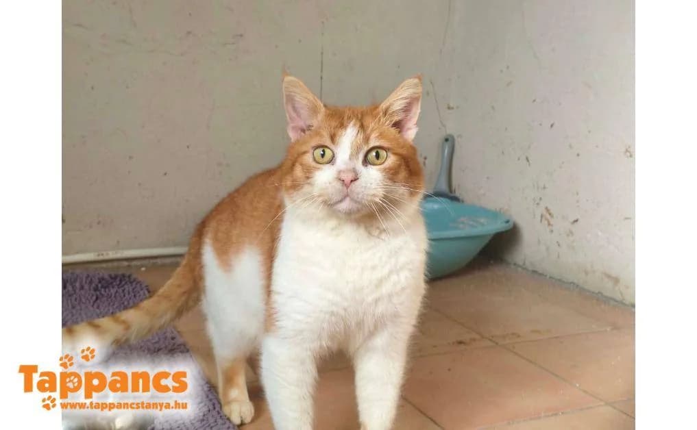 Jumbó,  Mixed Breed for adoption at Tappancs Állatvédő Alapítvány Szeged