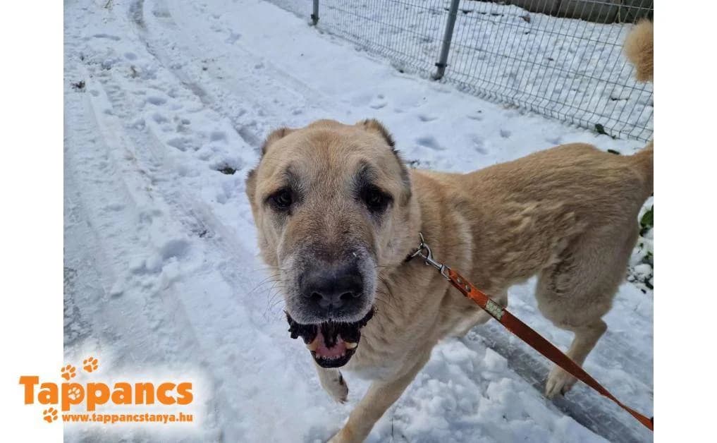 Jumi,  Mixed Breed for adoption at Tappancs Állatvédő Alapítvány Szeged