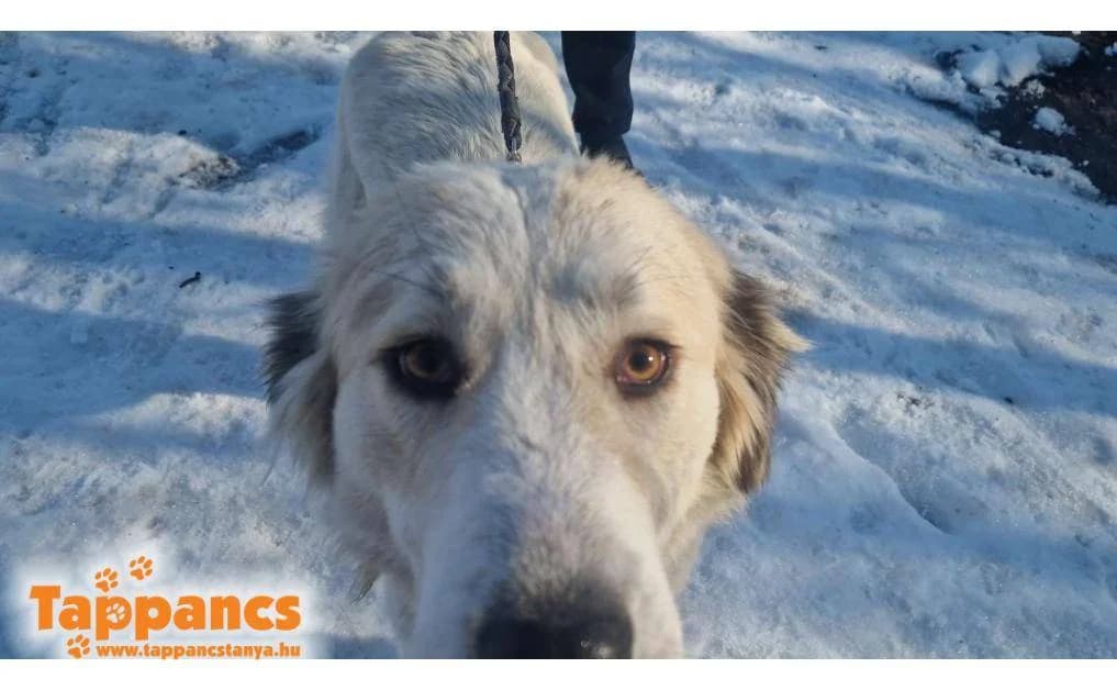 Lencse,  Mixed Breed for adoption at Tappancs Állatvédő Alapítvány Szeged