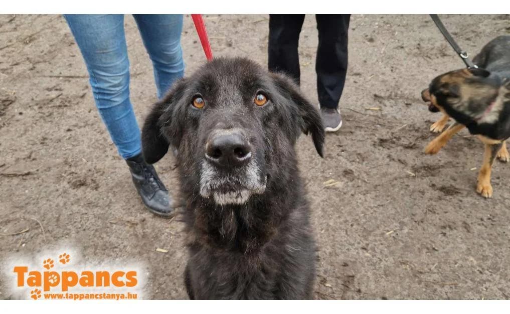 Mátyás,  Mixed Breed for adoption at Tappancs Állatvédő Alapítvány Szeged