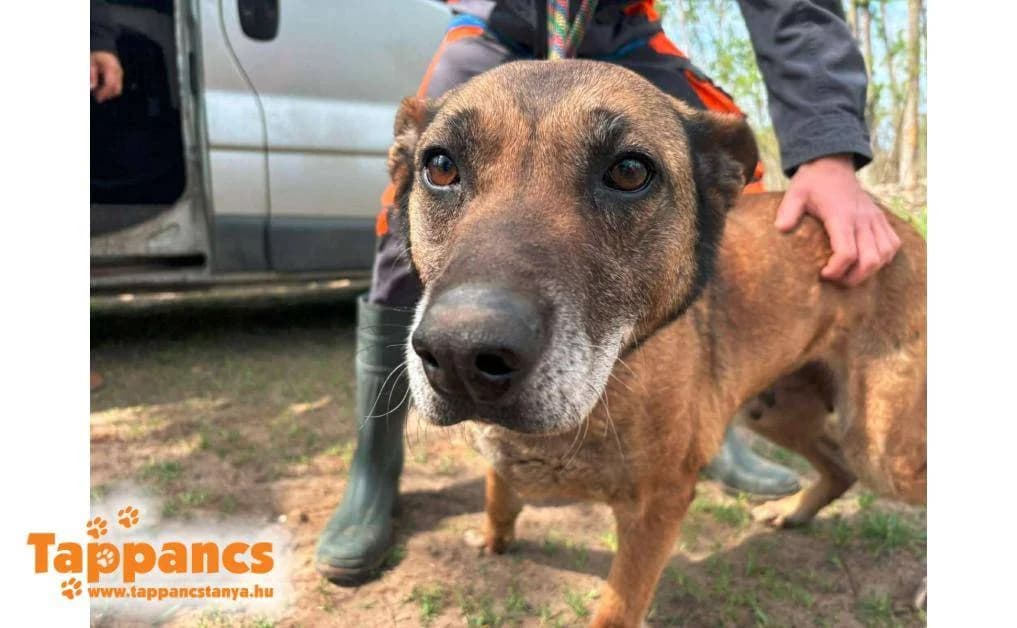 Mázli,  Mixed Breed for adoption at Tappancs Állatvédő Alapítvány Szeged