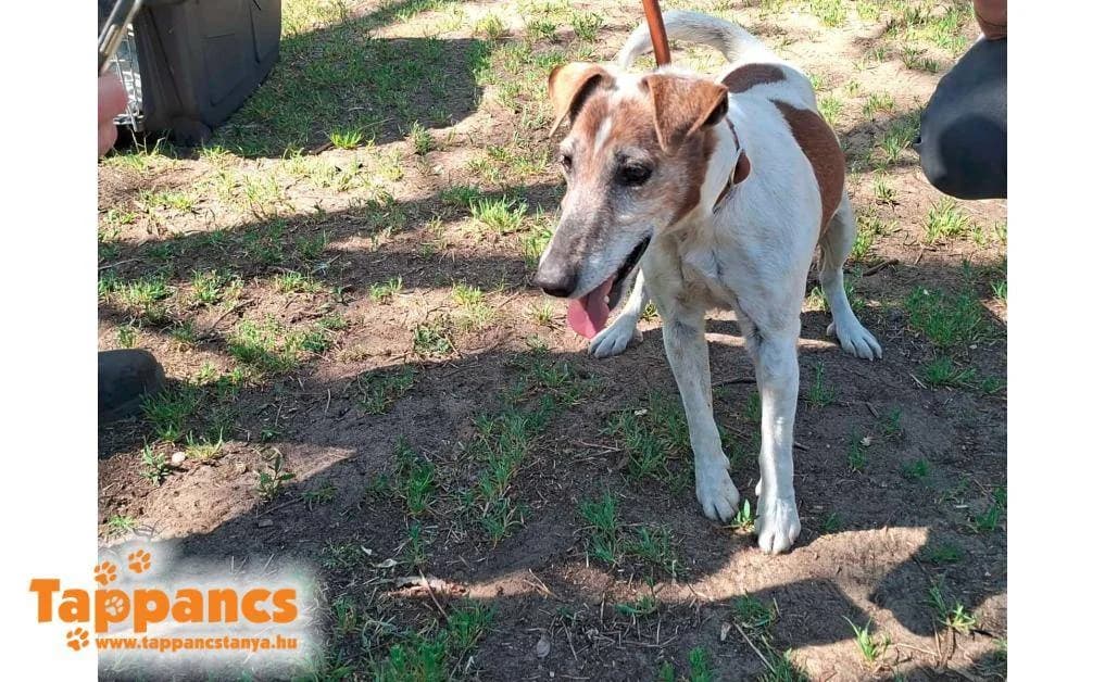 Mázli,  Mixed Breed for adoption at Tappancs Állatvédő Alapítvány Szeged