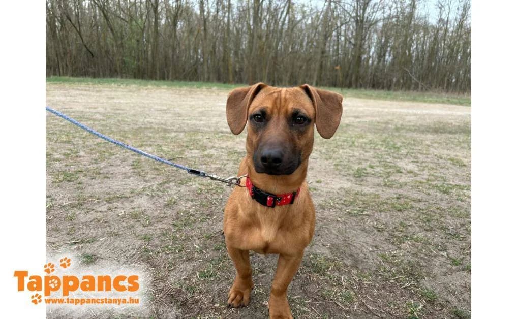 Mochacino,  Mixed Breed for adoption at Tappancs Állatvédő Alapítvány Szeged