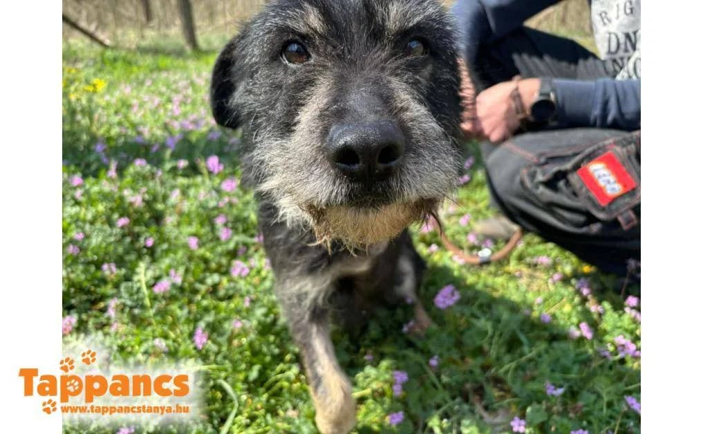 Őszapó,  Mixed Breed for adoption at Tappancs Állatvédő Alapítvány Szeged