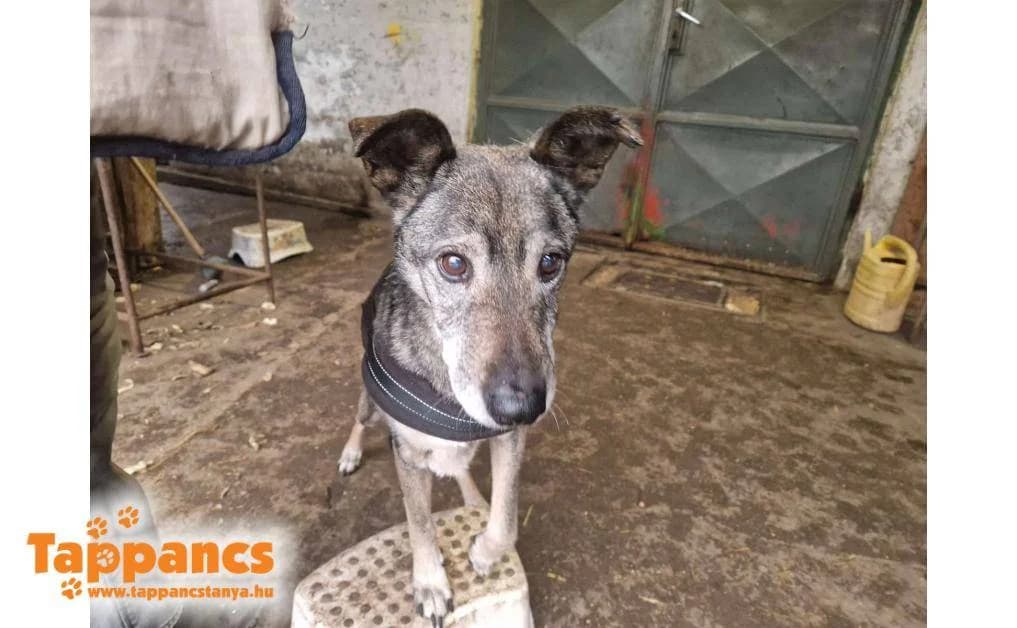 Pajti,  Mixed Breed for adoption at Tappancs Állatvédő Alapítvány Szeged