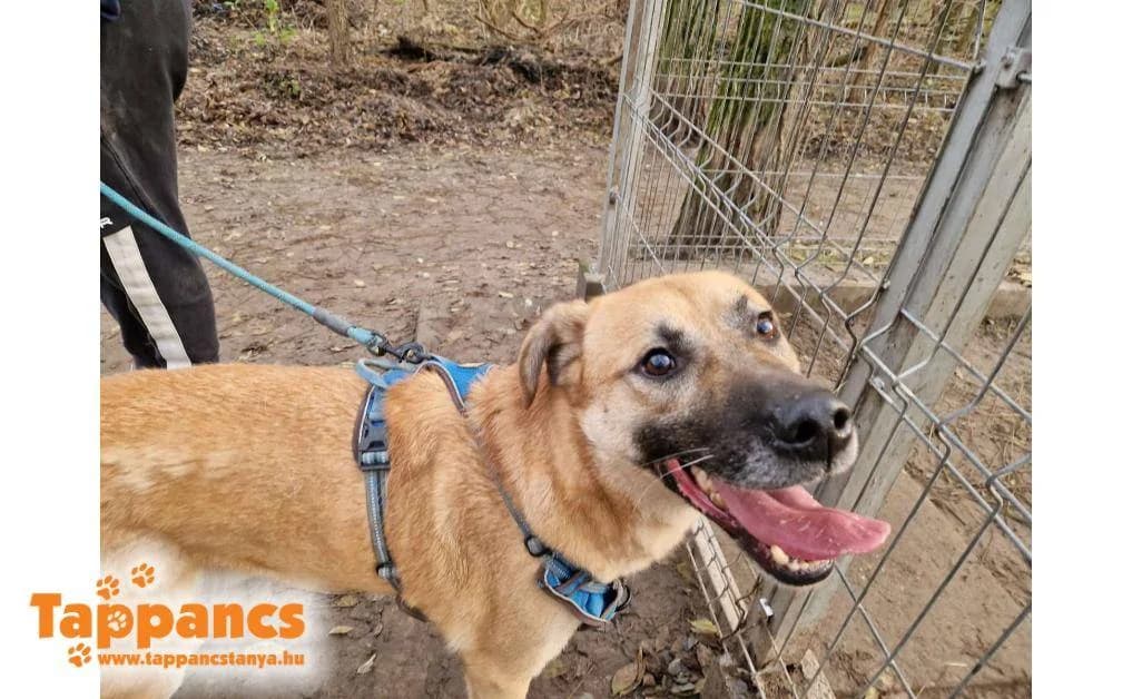 Parázs,  Mixed Breed for adoption at Tappancs Állatvédő Alapítvány Szeged
